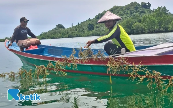 Foto Dua nelayan rumput laut Desa Laluin di pulau Kayoa (Foto: Mursal/Ketik.com)
