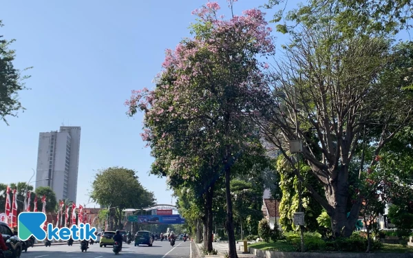 Foto Jalan Gubernur Suryo pada Selasa siang, 29 Juli 2025, menyajikan pemandangan spektakuler Bunga Tabebuya yang menarik perhatian banyak mata. (Rina/Ketik)