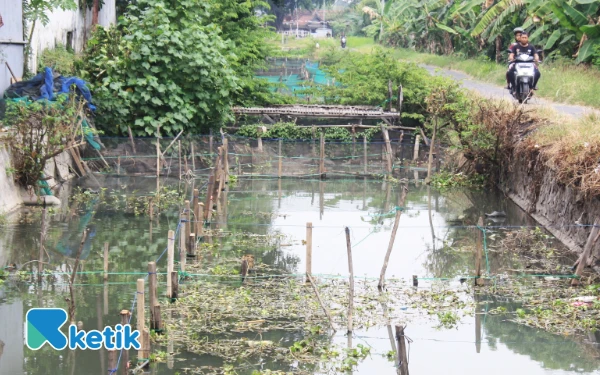 Foto Saluran air dari Sungai Kanal Porong menuju Pasar Porong yang dipasangi jaring oleh warga untuk memelihara ikan. (Foto: Fathur Roziq/Ketik.com)