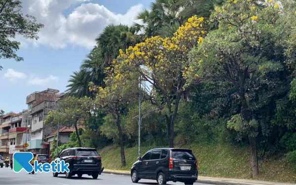 Foto Sejumlah mobil melintas di Jalan Blauran Surabaya yang di trotoarnya terdapat Pohon Tabebuya sedang bermekaran pada Selasa siang, 29 Juli 2025. (Rina/Ketik)