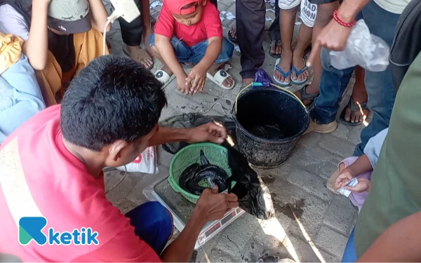 Foto Prosesi Penimbangan Hasil Perolehan Peserta Lomba Mancing Bahagia di Desa Tegalsuruh (Foto: Slamet/Ketik)