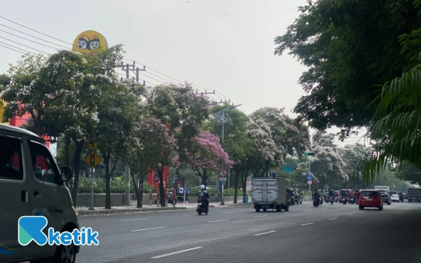 Foto Bunga Tabebuya di depan Gedung Graha Pena Surabaya. (Foto: Shinta Miranda/Ketik)