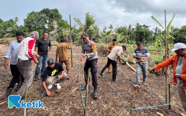 Foto Saat Penanaman jagung berlangsung (Foto: Mursal/Ketik)