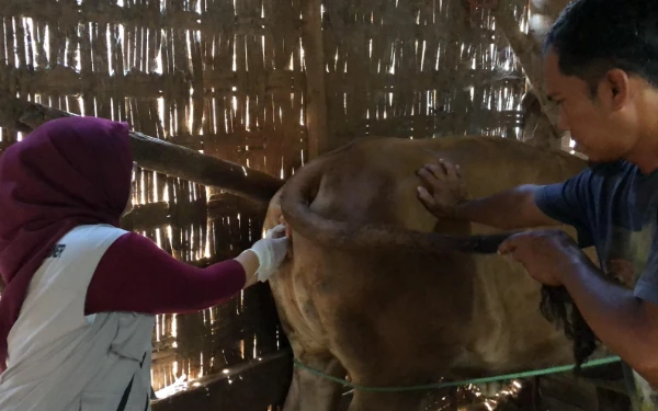 Foto Dokter hewan saat melakukan kawin suntik terhadap sapi milik Kelompok Tani Sumber Mulyo di Dusun Solot, Desa Panaguan, Kecamatan Larangan, Kabupaten Pamekasan (Foto: Dok. Unira)