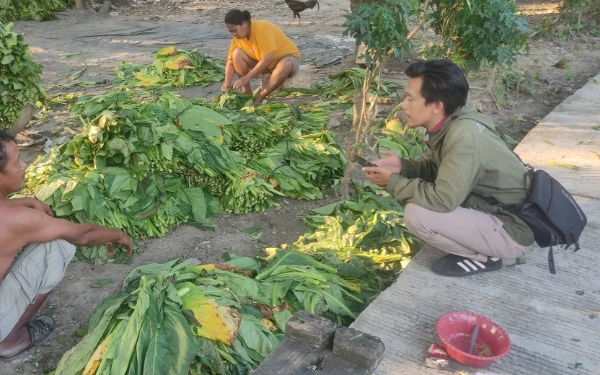 Foto Guno saat menceritakan keluh kesah menjadi petani Tembakau tahun ini