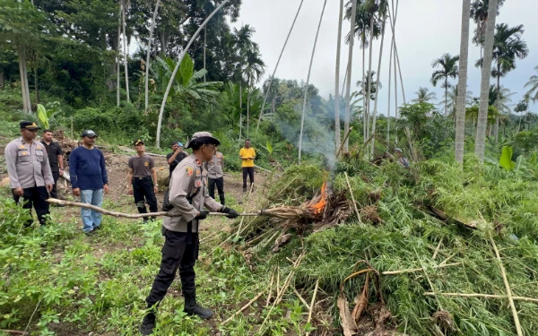 Foto Melaksanakan Pemusnahan Ganja di Lokasi Penemuan