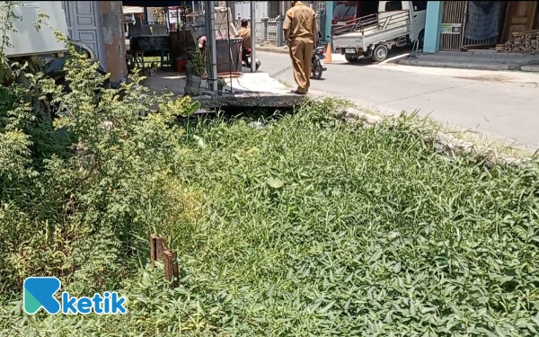 Foto Irigasi Sekunder di Desa Rowosari Kecamatan Ulujami tidak nampak karena tertutup rumput (Foto: Slamet/Ketik)