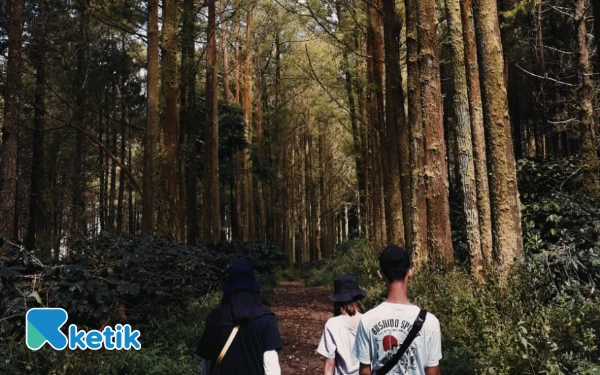 Foto Pengunjung sedang melewati Hutan Pinus yang indah menuju Puncak Budug Asu. (Foto: Aliyah/Ketik.com)