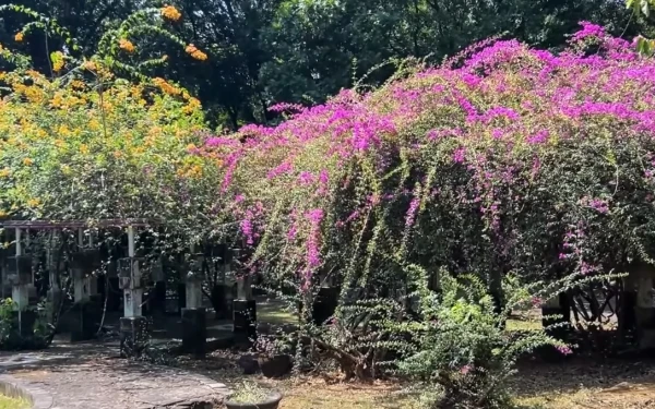 Foto Taman Bougenville, salah satu spot populer di Kebun Raya Purwodadi. (Foto: Website kebunraya.id)