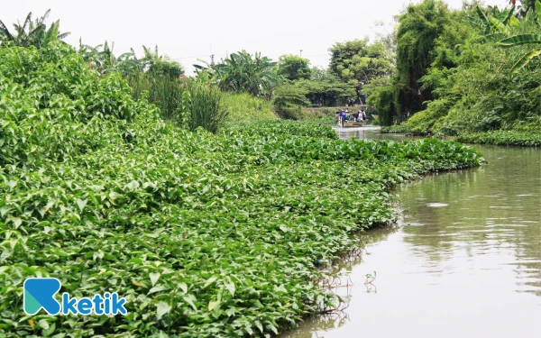Foto Kondisi badan Sungai Mbah Gepuk yang menyempit. Pepohonan liar dan pendangkalan menjadi penyebabnya. (Foto: Fathur Roziq/Ketik.com)