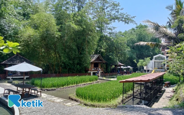 Foto View Kopi Kalibrantas yang asri dengan pemandangan sawah di tengah kota. (Foto: Aliyah/Ketik.com)