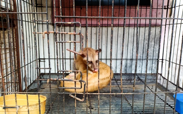Foto Salah satu musang perliharaan Galuh dengan corak mata warna tertentu
