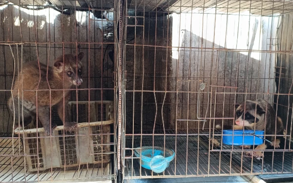 Foto Musang perliharaan Galuh ketika sedang makan