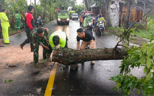 Foto Dua titik pohon tumbang menutup akses jalan Singaraja Denpasar yang disebabkan hujan deras dan angin kencang )Istimewa/Polsek Mengwi)
