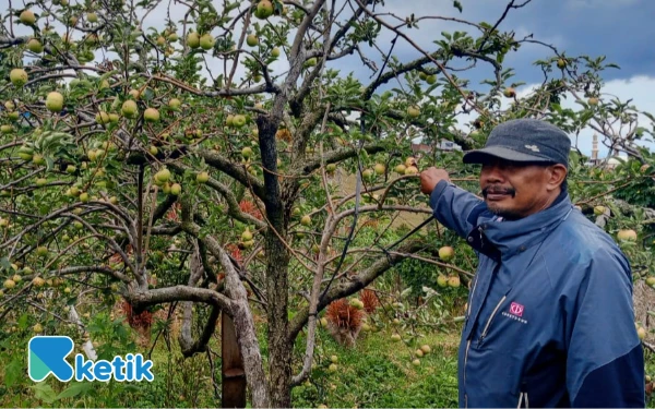 Foto ‎Wisata Petik Apel di Desa Tulungrejo Kecamatan Bumiaji Kota Batu. (Foto: Sholeh/Ketik.com)