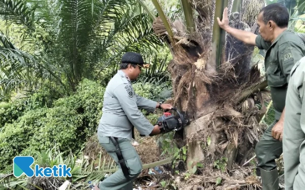 Foto Petugas menebang batang sawit ilegal di kawasan hutan Babahrot, Abdya, Kamis, 13 November 2025. (Foto: T. Rahmat/Ketik)