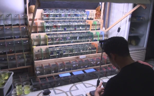 Foto dedy prastiono saat live penjualan ikan cupang (foto: sholahudin/ ketik.com)