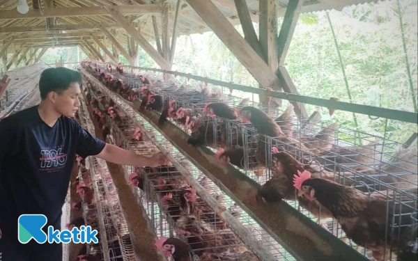 Foto Bayu Saputra Mahadi Kusuma saat memberi pakan ayam petelur di kandang miliknya di Dusun Sumber, Desa Ngadirejan, Kecamatan Pringkuku, Pacitan, Minggu, 7 Desember 2025. (Foto: Al Ahmadi/Ketik)