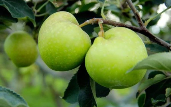 Foto Apel Manalagi. (Foto: Pinterest)