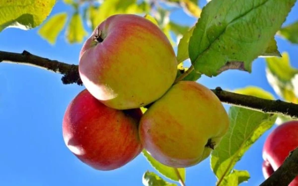 Foto Apel Rome Beauty. (Foto: Pinterest)