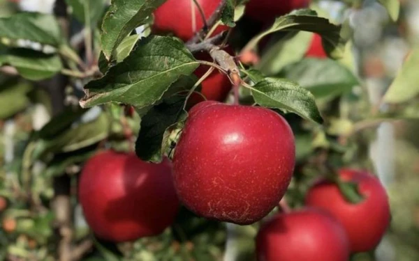 Foto Apel Anna. (Foto: Pinterest)