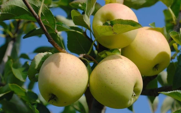 Foto Apel Wanglin. (Foto: Pinterest)