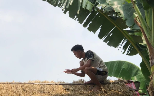 Foto Proses Pembuatan Kandang Maggot oleh tim KKN-T Universitas Negeri Surabaya saat menjalankan program  budidaya maggot di Desa Wiyu, Kecamatan Pacet, Kabupaten Mojokerto (Foto: Dok. Tim KKN-T  UNESA Desa Wiyu, Kecamatan Pacet, Kabupaten Mojokerto)