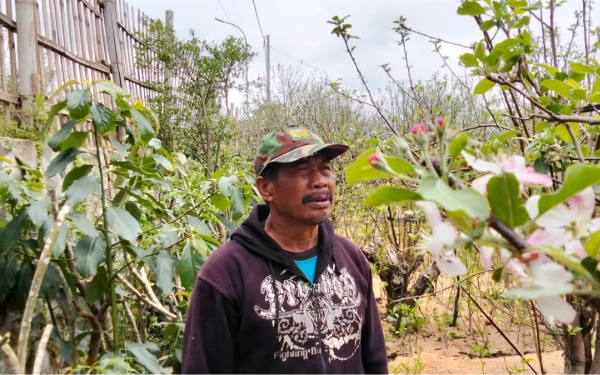 Foto Bagi Kota Batu, apel bukan sekadar buah, tapi merupakan sebuah jati diri. Sayangnya, produktivitas dan luasan lahan apel Kota Batu terus menyusut. (Foto: Dendy Ganda/Ketik.com)