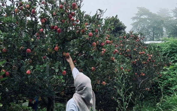 Foto Wisatawan sedang memetik apel merah di Kebun8. (Foto: instagram @kebun8_official)