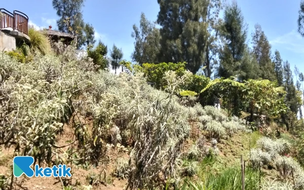 Foto Pohon edelweiss yang ada di Taman Edelweiss, Wonokitri, Pasuruan. (Foto: Dendy Ganda/Ketik.com)