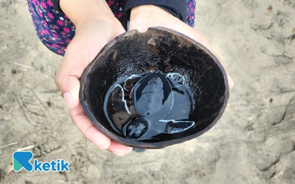 Foto Seekor tukik siap dilepasliarkan di Pantai Bajulmati. (Foto: Fisca/Ketik.com)