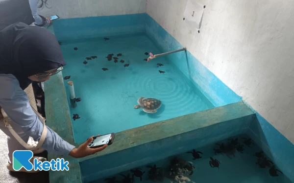 Foto Seorang wisatawan tengah mengambil gambar tukik yang berada di penangkaran. (Foto: Fisca/Ketik.com)