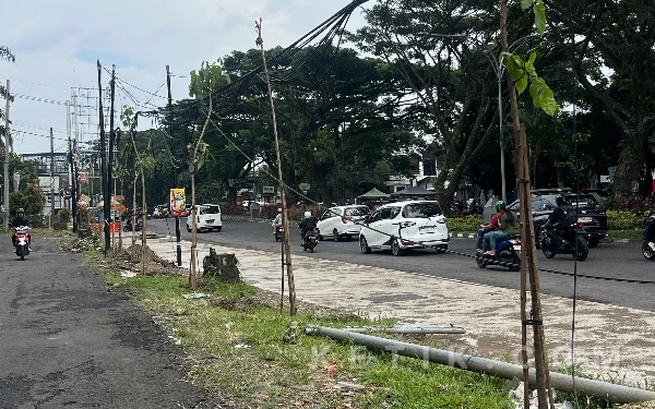 Foto Pohon tabebuya yang ditanam di kawasan RSUB, dipastikan tak mengganggu struktur drainase Jalan Suhat. (Foto: Lutfia/Ketik)