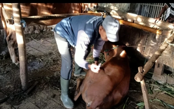 Foto Asiyanto saat memberikan pengobatan pada sapi yang sakit di Dusun Trebung Desa Lenteng Barat ( foto : Ach. Suni )