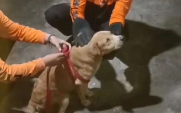 Foto Petugas Call 112 Surabaya memasangkan tali pengaman pada anjing sebelum dievakuasi guna memastikan proses berjalan aman dan terkendali. (Foto: Instagram call112surabaya).