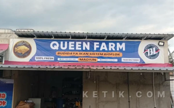 Foto Queen Farm Madiun tempat budidaya ikan nila segar yang siap melayani kebutuhan perikanan segala jenis pembelian. (Foto: Angga/Ketik).