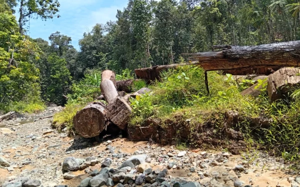 Foto Lomba kayu PT Poleko Yubarsons yang berda di aliran sungai desa Akegula buton
( Foto Riman/ketik)