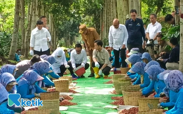 Foto Wakil Presiden Republik Indonesia Gibran Rakabuming Raka di dampingi Gubernur Jawa Timur Khofifah Indar Parawasa, Wagub Emil Dardak dan Bupati Bondowoso KH. Abdul Hamid Wahid Saat ikut memilah hasil panen kopi (Foto: Haryono/Ketik)