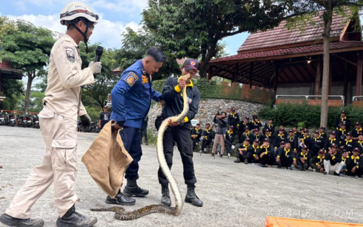 Foto Pelatihan penanganan dan evakuasi ular di Wonosalam Jombang, Kamis 7 Mei 2026. (Foto: Syaiful Arif/ketik.com)