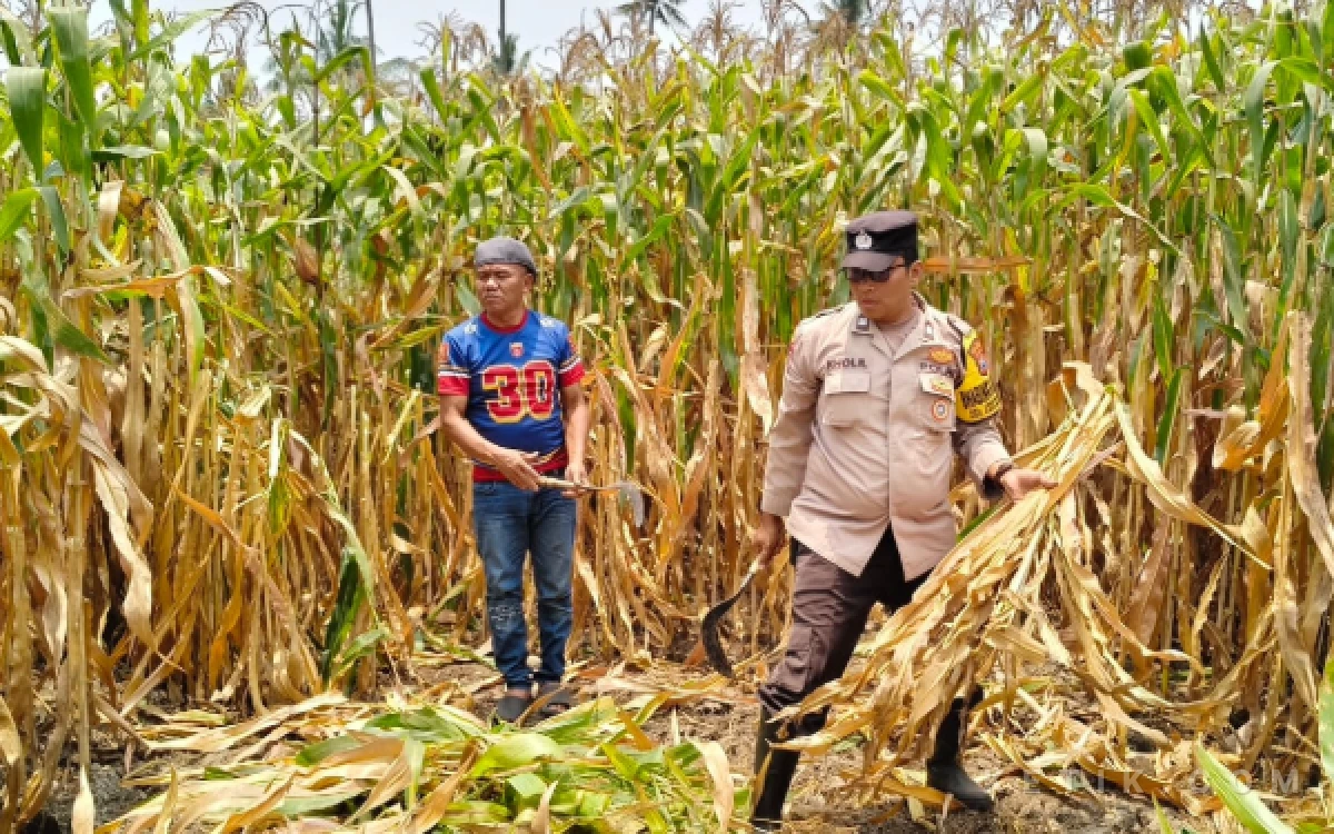 Foto Bhabinkamtibmas Kelurahan Cemorokandang, Aiptu Kholil, ikut serta dalam acara panen jagung Bhayangkara yang dipelopori Koperasi Kelurahan Merah Putih (KKMP) Cemorokandang, Minggu, 18 Oktober 2026. (Foto: Dendy/Ketik.com)