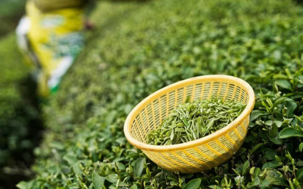 4 Jenis Teh Indonesia yang Kaya Manfaat, Bisa untuk Diet