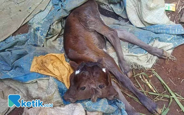 Heboh Anak Sapi Berkepala Dua Asal Probolinggo