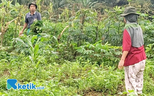 Pemkab Pacitan Jamin Stok Pupuk Petani Tercukupi