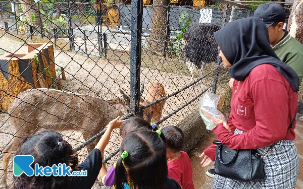 Liburan Tahun Baru 2024, Yuk Nikmati Night Zoo di KBS