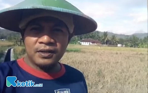 Hama Wereng Serang Lahan Petani di Pacitan, Hasil Panen Kurang Maksimal