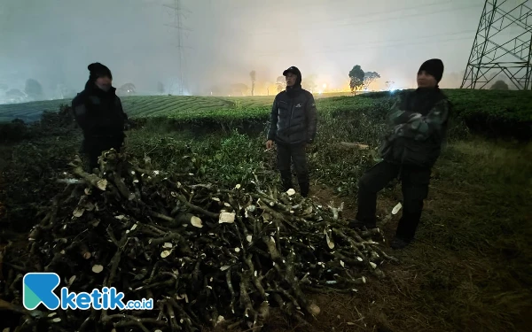 PTPN I Regional 2 Laporkan Kasus Penjarahan Ratusan Ribu Pohon Teh ke Kepolisian