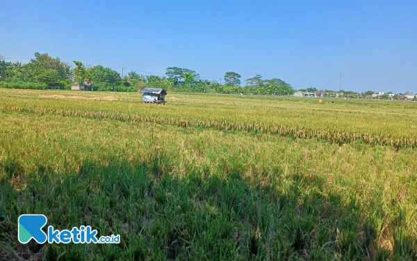 Thumbnail Antisipasi Gagal Panen, Ini yang Disiapkan Dinas Pertanian Jatim