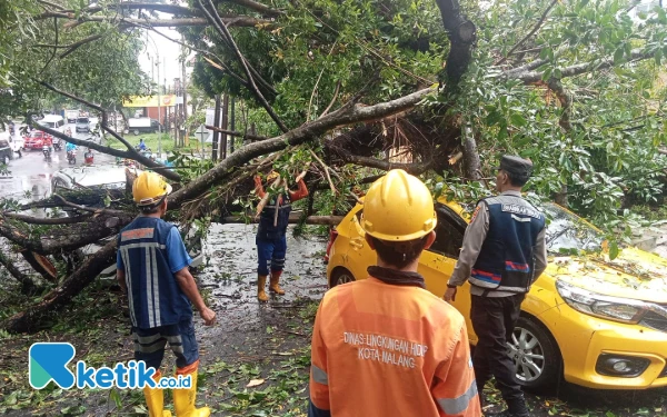 Thumbnail Berita - Pohon Tumbang Timpa Dua Mobil di Jalan Terusan Dieng Kota Malang, DLH Fokus Perempesan Titik Rawan