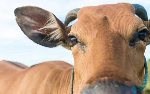 Penyakit Mulut dan Kuku Menyerang 156 Sapi di Kabupaten Bondowoso