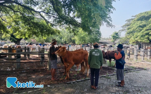 Thumbnail Berita - Penjual Nasi di Pasar Hewan Panceng Gresik Terkena Imbas Wabah PMK